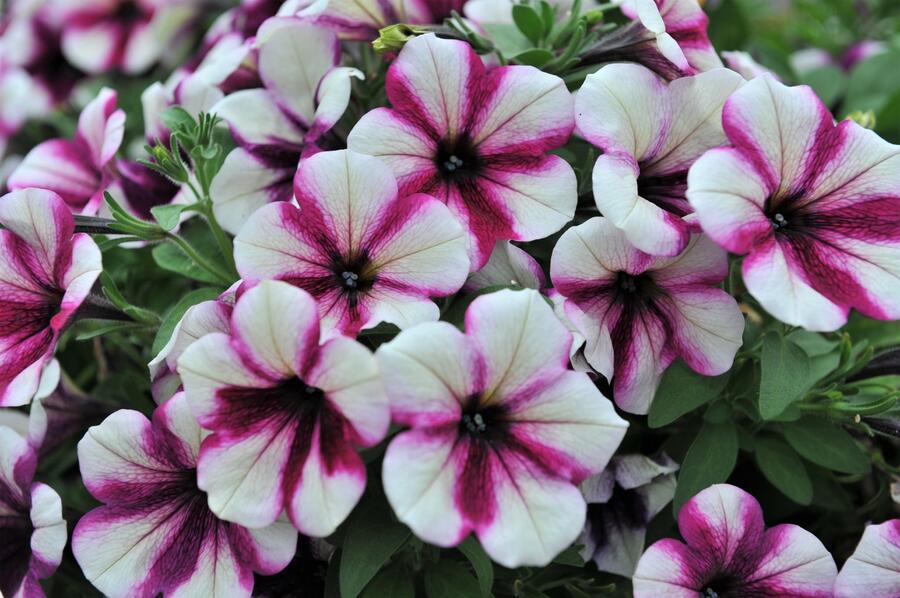 Petúnie 'Sweetunia Purple Touch' - Petunia hybrida 'Sweetunia Purple Touch'