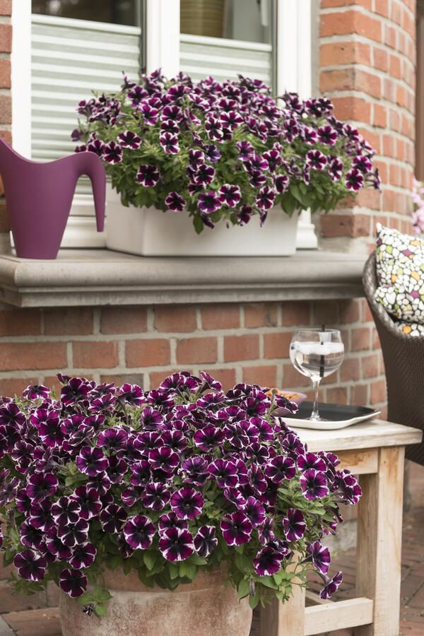 Petúnie 'Sweetunia Miss Marvelous' - Petunia hybrida 'Sweetunia Miss Marvelous'