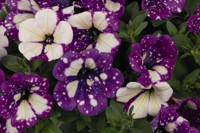Petúnie 'Surprise Funky Purple' - Petunia hybrida 'Surprise Funky Purple'