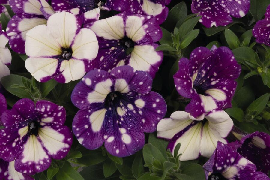 Petúnie 'Surprise Funky Purple' - Petunia hybrida 'Surprise Funky Purple'