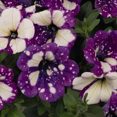 Petúnie 'Surprise Funky Purple' - Petunia hybrida 'Surprise Funky Purple'