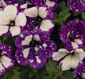 Petúnie 'Surprise Funky Purple' - Petunia hybrida 'Surprise Funky Purple'