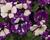 Petúnie 'Surprise Funky Purple'