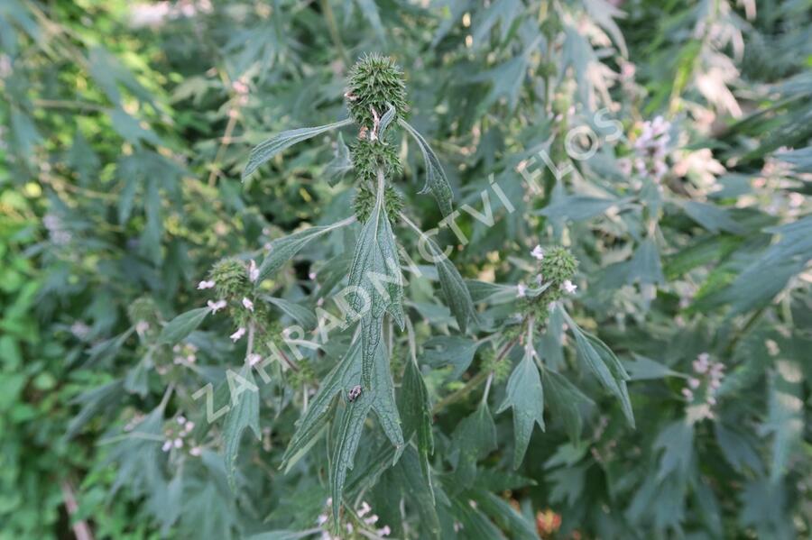 Srdečník obecný - Leonurus cardiaca