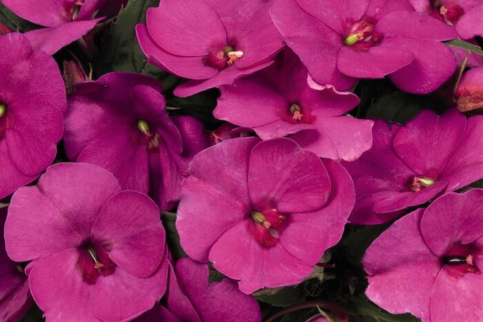 Netýkavka 'Sun Standing Lilac' - Impatiens Neu Guinea 'Sun Standing Lilac'