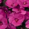 balzamna Sun Standing Lilac - Impatiens neuguinea Sun Standing Lilac