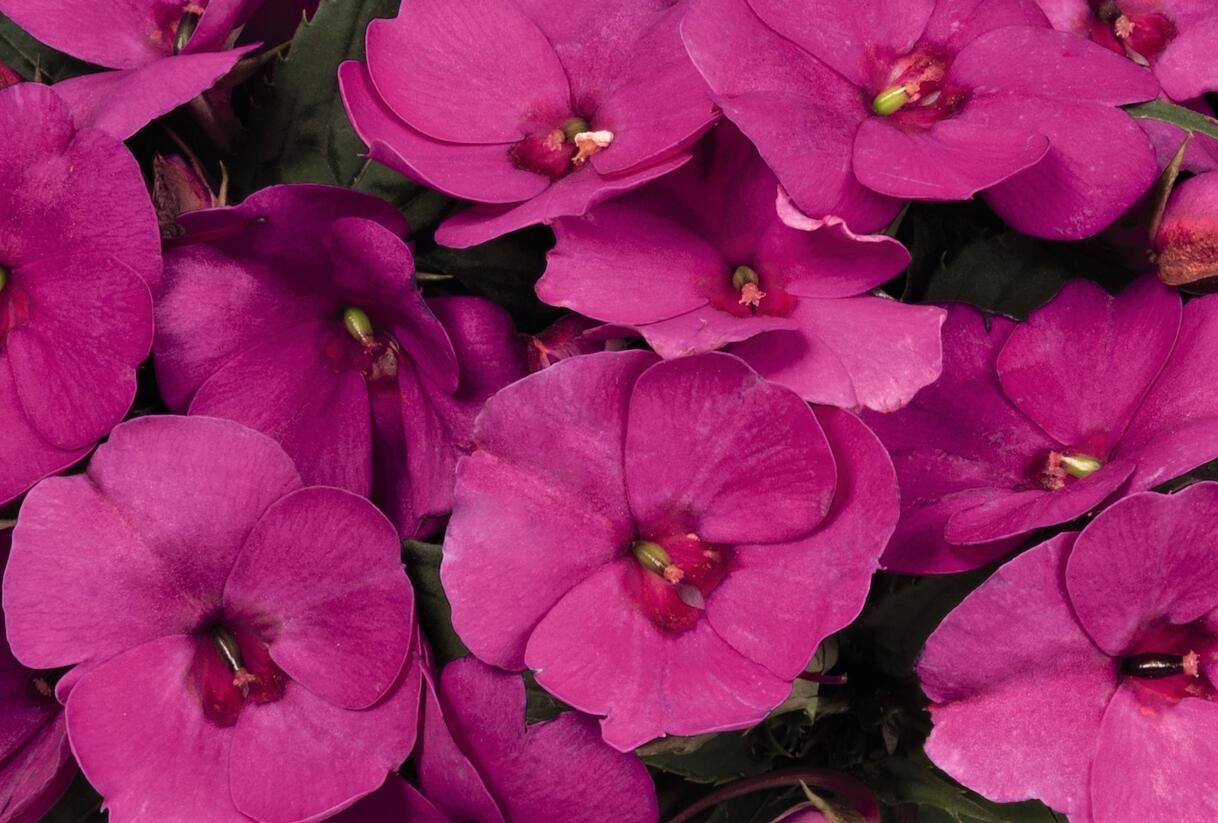 Netýkavka, balzamína 'Sun Standing Lilac' - Impatiens Neu Guinea 'Sun Standing Lilac'