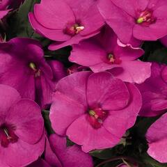 Netýkavka 'Sun Standing Lilac' - Impatiens Neu-Guinea 'Sun Standing Lilac'