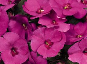 Netýkavka, balzamína 'Sun Standing Lilac' - Impatiens Neu Guinea 'Sun Standing Lilac'