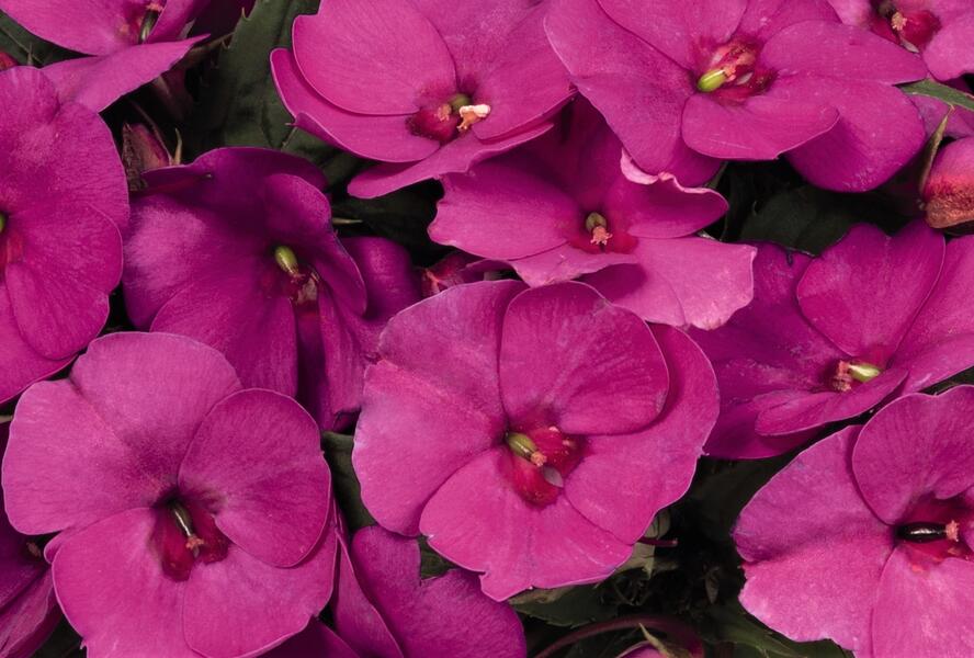 Netýkavka, balzamína 'Sun Standing Lilac' - Impatiens Neu Guinea 'Sun Standing Lilac'
