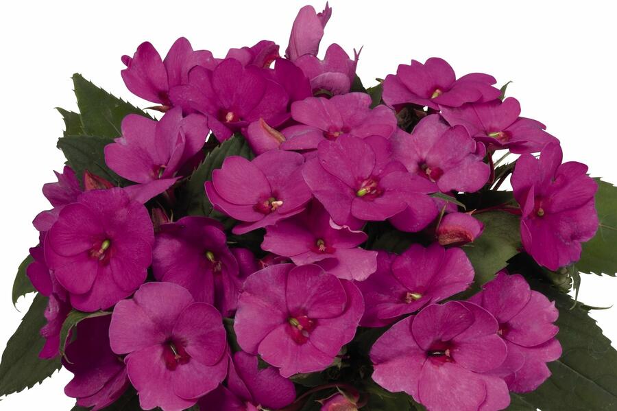 Netýkavka 'Sun Standing Lilac' - Impatiens Neu Guinea 'Sun Standing Lilac'