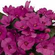 Netýkavka 'Sun Standing Lilac' - Impatiens Neu Guinea 'Sun Standing Lilac'