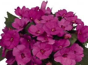Netýkavka, balzamína 'Sun Standing Lilac' - Impatiens Neu Guinea 'Sun Standing Lilac'