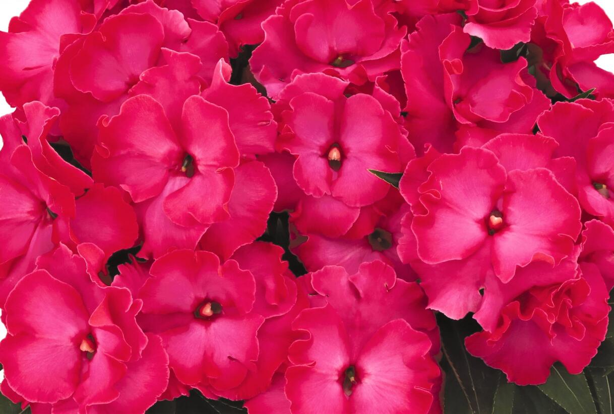 Netýkavka, balzamína 'Magnum Hot Pink' - Impatiens Neu Guinea 'Magnum Hot Pink'
