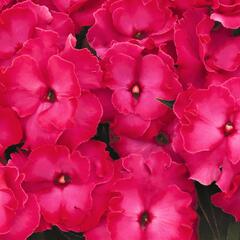 Netýkavka 'Roller Coaster Hot Pink' - Impatiens Neu-Guinea 'Roller Coaster Hot Pink'