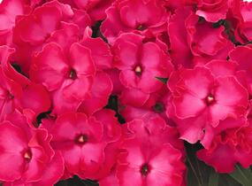 Netýkavka, balzamína 'Magnum Hot Pink' - Impatiens Neu Guinea 'Magnum Hot Pink'