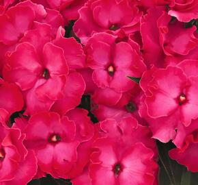 Netýkavka 'Roller Coaster Hot Pink' - Impatiens Neu-Guinea 'Roller Coaster Hot Pink'