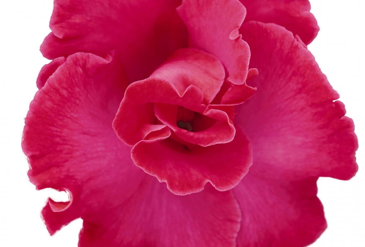 Netýkavka, balzamína 'Magnum Hot Pink' - Impatiens Neu Guinea 'Magnum Hot Pink'