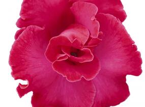 Netýkavka, balzamína 'Magnum Hot Pink' - Impatiens Neu Guinea 'Magnum Hot Pink'