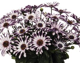 Dvoutvárka 'Margarita White Spoon'