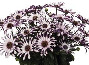 Dvoutvárka 'Margarita White Spoon' - Osteospermum ecklonis 'Margarita White Spoon'