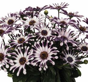 Dvoutvárka 'Margarita White Spoon' - Osteospermum ecklonis 'Margarita White Spoon'