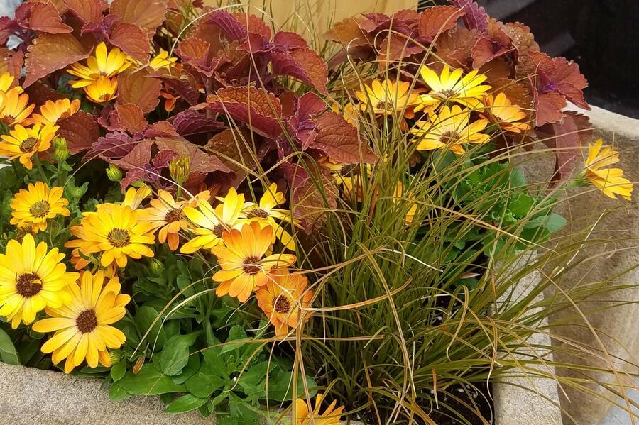 Dvoutvárka 'Margarita Orange Flare' - Osteospermum ecklonis 'Margarita Orange Flare'