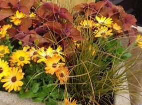 Dvoutvárka 'Margarita Orange Flare' - Osteospermum ecklonis 'Margarita Orange Flare'