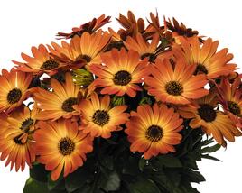 Dvoutvárka 'Margarita Orange Flare'