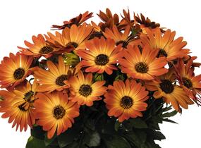 Dvoutvárka 'Margarita Orange Flare' - Osteospermum ecklonis 'Margarita Orange Flare'