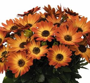 Dvoutvárka 'Margarita Orange Flare' - Osteospermum ecklonis 'Margarita Orange Flare'