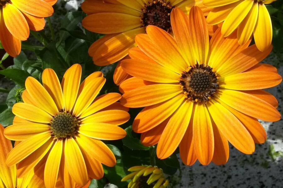 Dvoutvárka 'Margarita Orange Flare' - Osteospermum ecklonis 'Margarita Orange Flare'