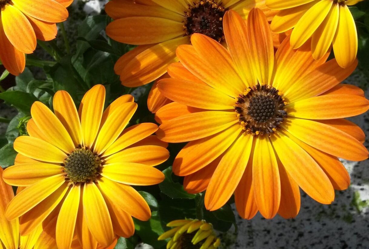 Dvoutvárka 'Margarita Orange Flare' - Osteospermum ecklonis 'Margarita Orange Flare'