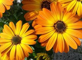 Dvoutvárka 'Margarita Orange Flare' - Osteospermum ecklonis 'Margarita Orange Flare'