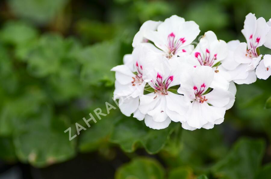 Muškát, pelargonie půdopokryvná 'Salmon / White' - Pelargonium hybridum 'Salmon / White'