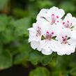 Muškát, pelargonie půdopokryvná 'Salmon / White' - Pelargonium hybridum 'Salmon / White'