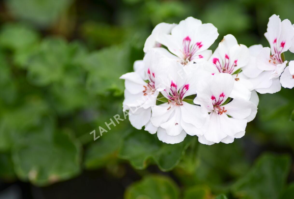 Muškát, pelargonie 'Salmon White' - Pelargonium hybridum 'Salmon White'