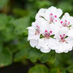 Muškát, pelargonie půdopokryvná 'Salmon / White' - Pelargonium hybridum 'Salmon / White'