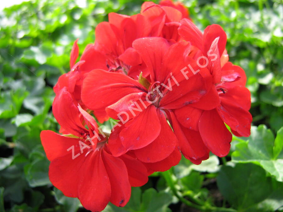 Muškát, pelargonie půdopokryvná plnokvětá 'Red' - Pelargonium hybridum 'Red'