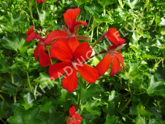 Muškát, pelargonie převislá jednoduchá 'Decora Red' - Pelargonium peltatum 'Decora Red'