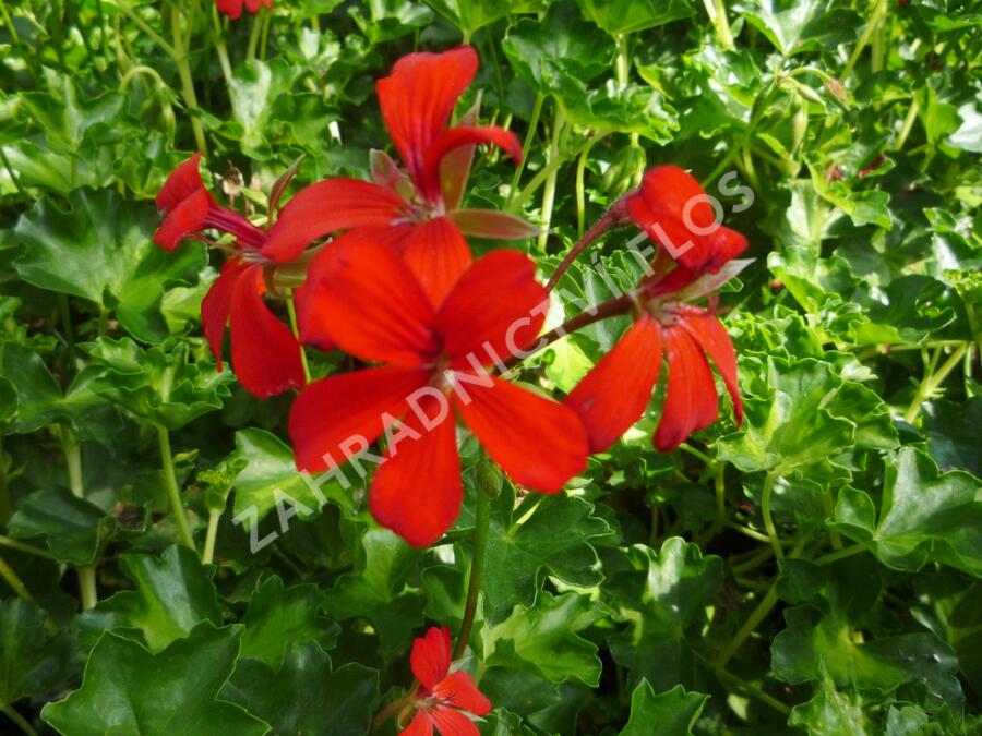 Muškát, pelargonie převislá jednoduchá 'Decora Red' - Pelargonium peltatum 'Decora Red'