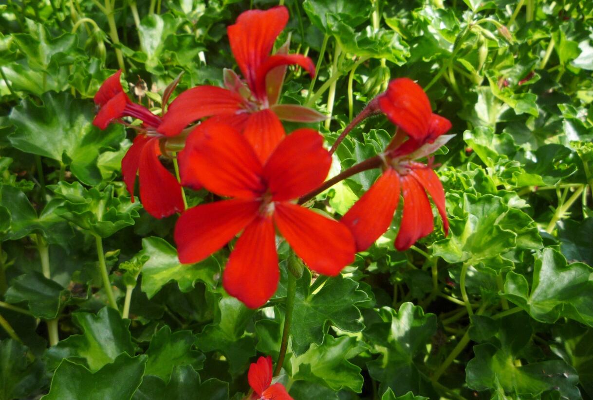Muškát, pelargonie převislá jednoduchá 'Decora Red' - Pelargonium peltatum 'Decora Red'