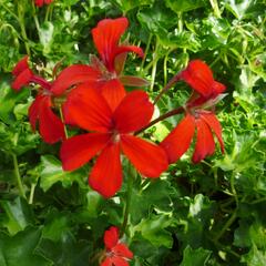Muškát, pelargonie převislá jednoduchá 'Decora Red' - Pelargonium peltatum 'Decora Red'