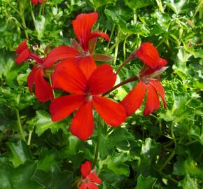 Muškát, pelargonie převislá jednoduchá 'Decora Red' - Pelargonium peltatum 'Decora Red'