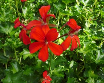 Muškát, pelargonie převislá jednoduchá 'Decora Red'