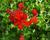 Muškát, pelargonie převislá jednoduchá 'Decora Red'