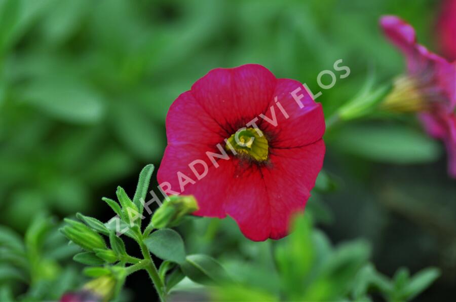 Minipetúnie, Million Bells 'Sweetbells Cherry Red Morn' - Calibrachoa hybrida 'Sweetbells Cherry Red Morn'