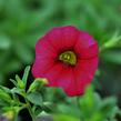 Minipetúnie, Million Bells 'Sweetbells Cherry Red Morn' - Calibrachoa hybrida 'Sweetbells Cherry Red Morn'