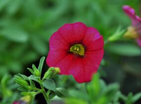Minipetúnie, Million Bells 'Sweetbells Cherry Red Morn' - Calibrachoa hybrida 'Sweetbells Cherry Red Morn'
