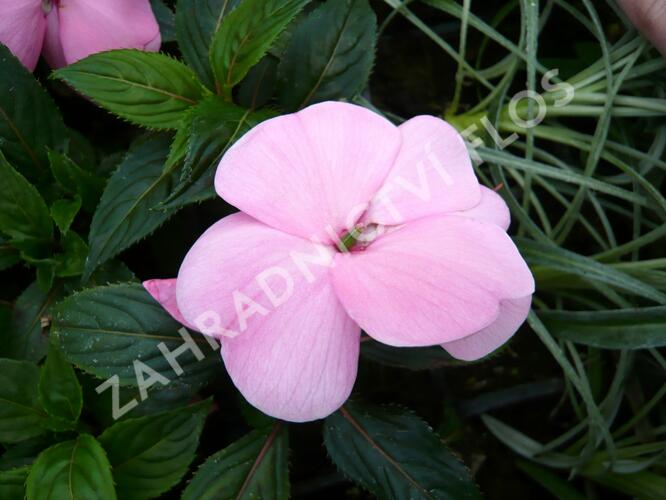 Netýkavka 'Magnifico Soft Pink' - Impatiens Neu-Guinea 'Magnifico Soft Pink'